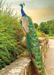 Birthday Card - Peacock - Country Cards