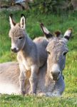 Birthday Card - Donkey & Foal - Playtime - Country Cards