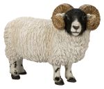 Vivid Arts Scottish Blackface Ram Sheep - H34cm Lifelike Home Garden Ornament Size B