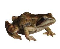 Frog - Lifelike Garden Ornament - Indoor or Outdoor - Real Life Vivid Arts