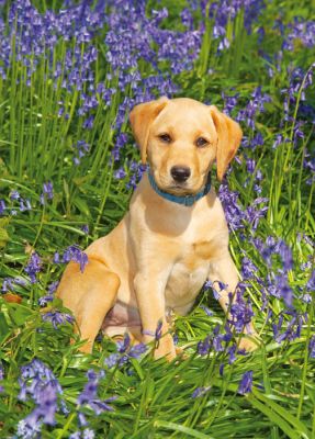 Birthday Card - Golden Labrador Puppy - Country Cards