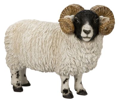 Vivid Arts Scottish Blackface Ram Sheep - H26cm Lifelike Home Garden Ornament