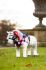 Lemieux Toy Pony Accessories - Flower Sash - Red White Blue Champion