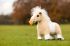 Lemieux Toy Pony Lemon - Shetland Rescue Pony