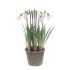 Frosted Snowdrops in pot Artificial Decoration - Floralsilk