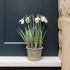 Frosted Snowdrops in pot Artificial Decoration - Floralsilk